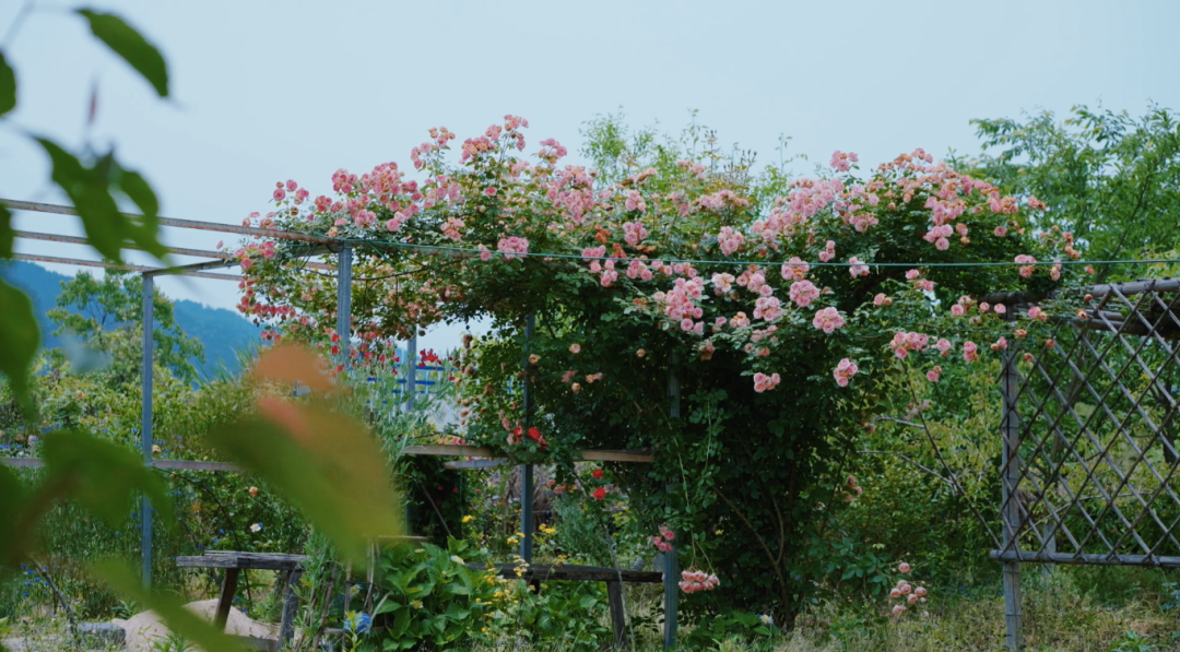 回声花园 · IT 夫妇的乡野生活丨中国黄山丨红子,小可夫妇-67