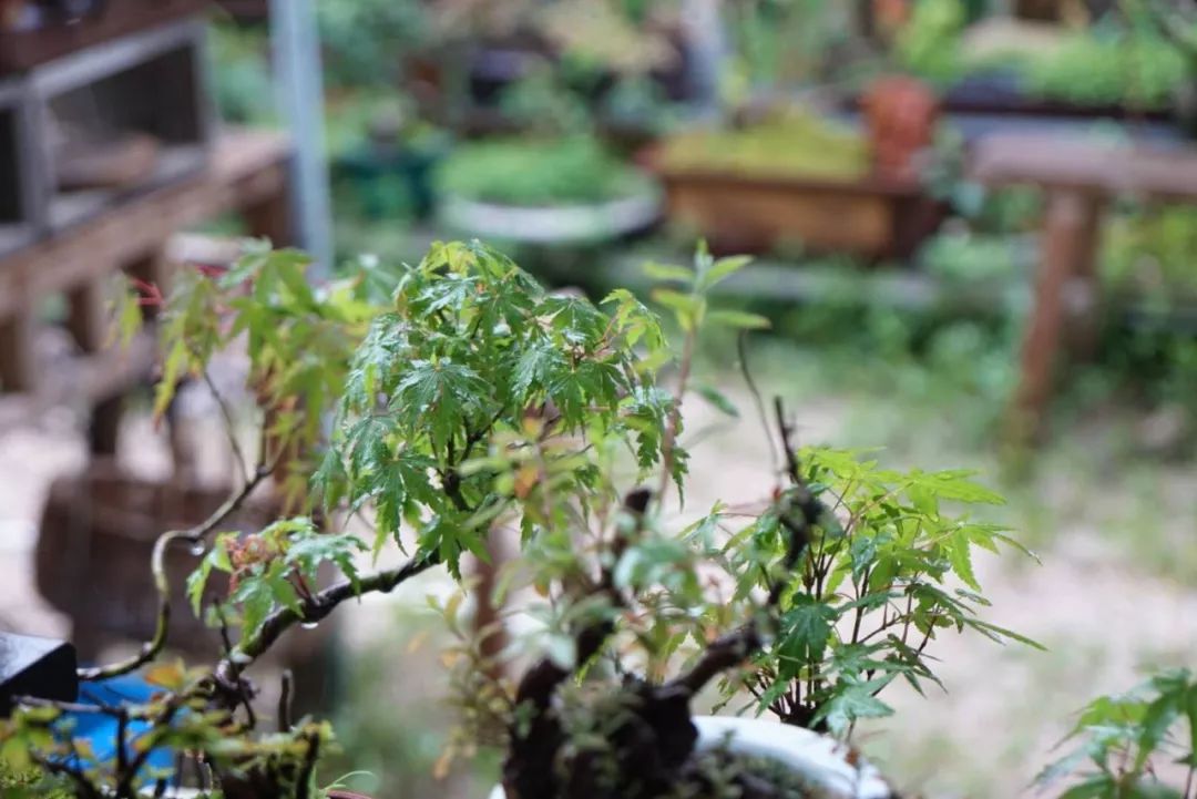 茶室中的鸡爪槭 | 热忱的绿意-90