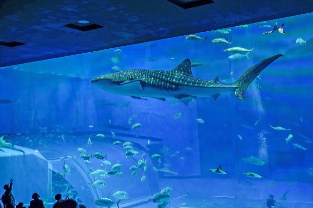 热带梦幻中心(海洋博公园内)丨日本冲绳-73