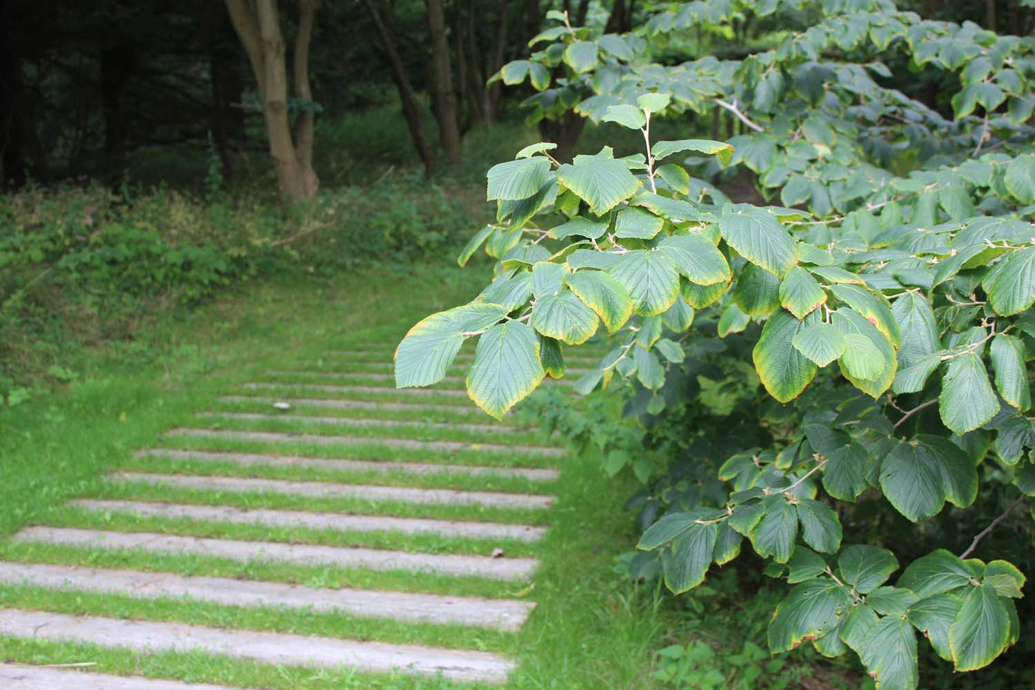 丨丹麦丨哥本哈根大学地理科学与自然管理系景观建筑与规划组研究团队-54