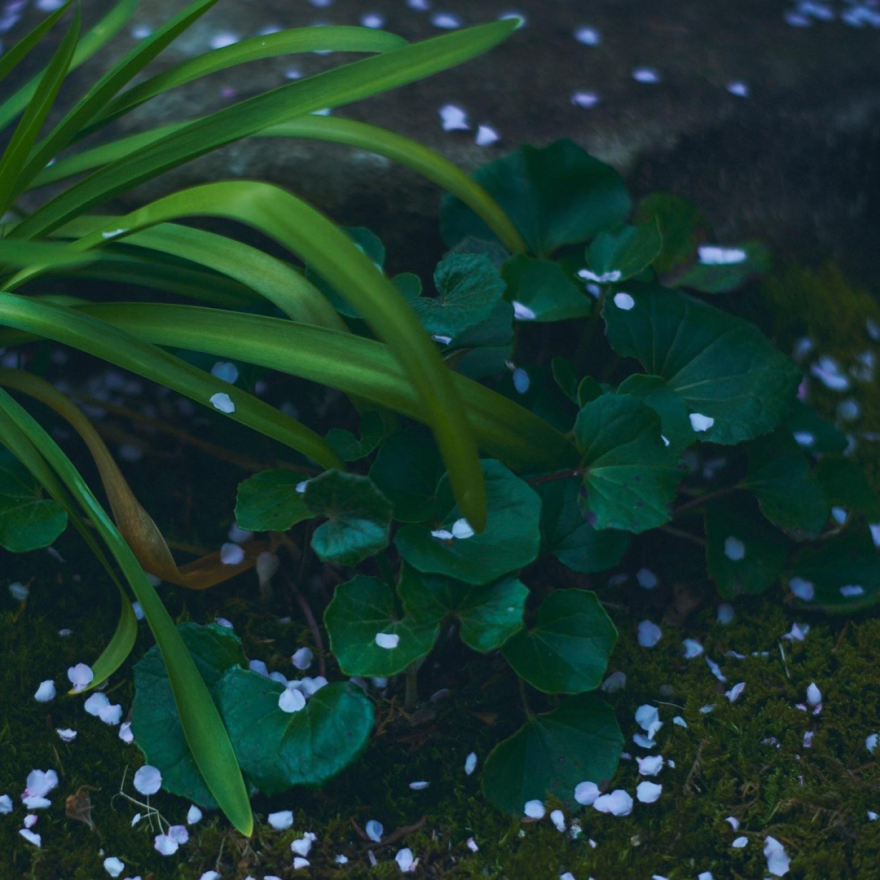 suimontei(翠門亭)民宿设计丨日本奈良-34