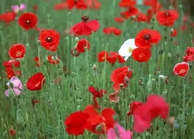 花境设计常用 60 种植物，让花园变得绚丽多彩-164