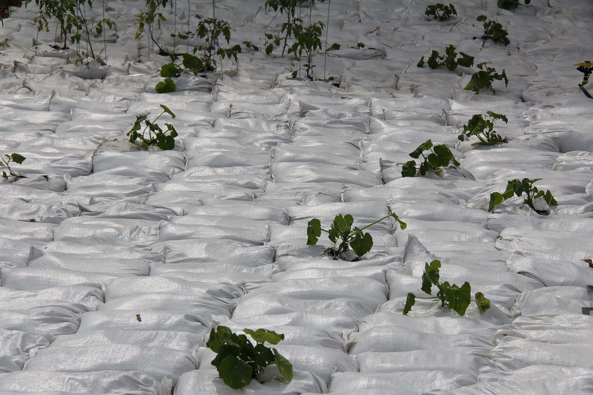 速溶花园丨加拿大温尼伯-24