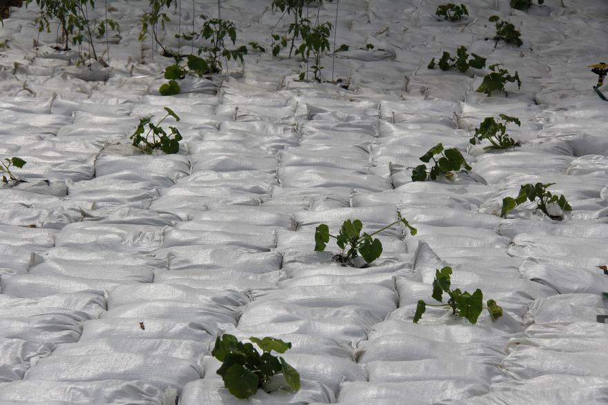 速溶花园丨加拿大温尼伯-24