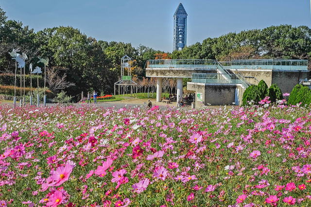 名古屋市东山动植物园之植物园丨日本爱知-74