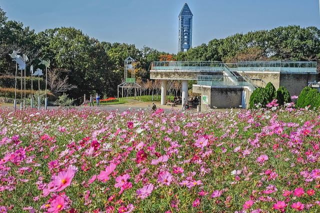 名古屋市东山动植物园之植物园丨日本爱知-74