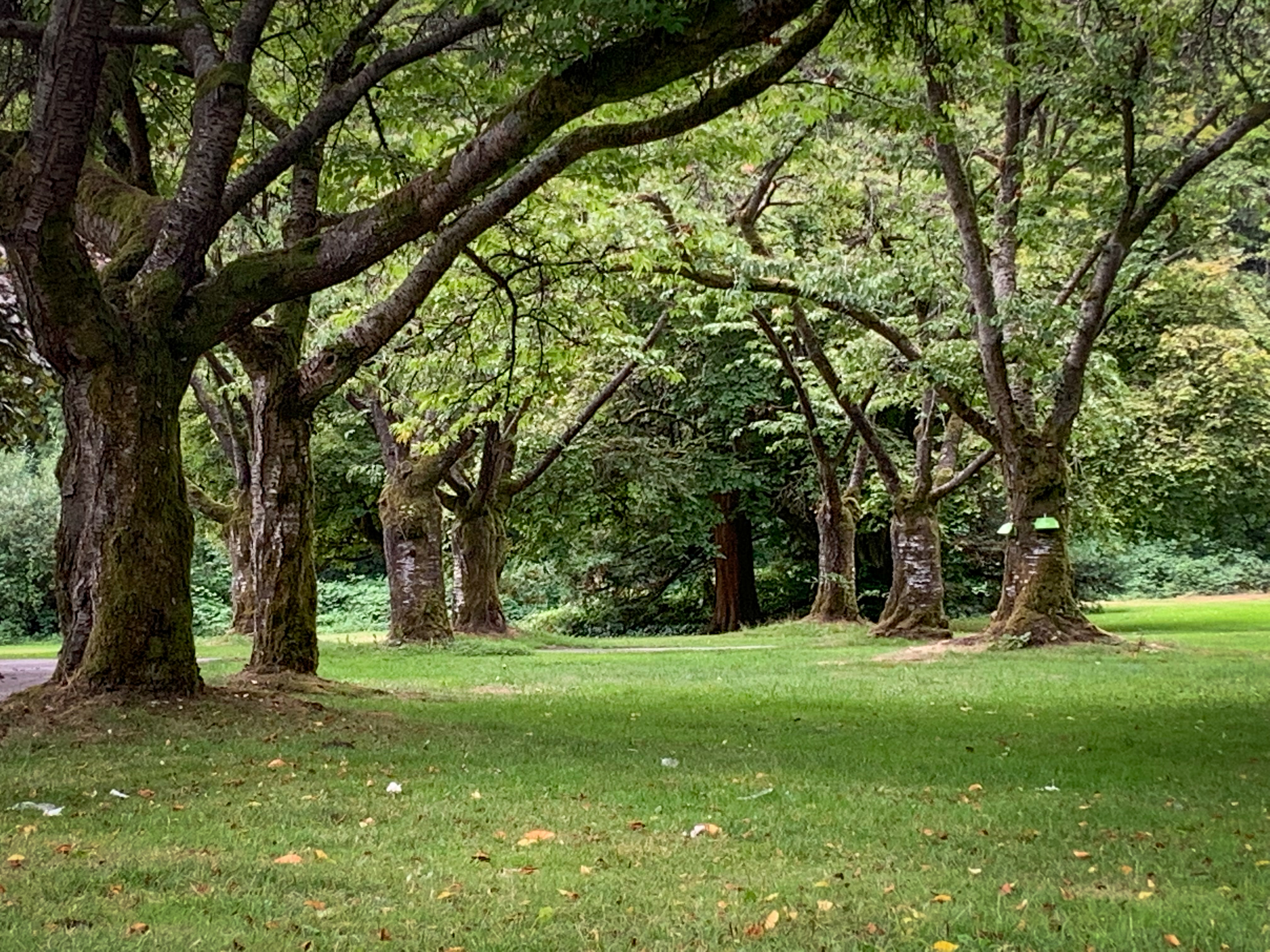 Whispers of Wood-1