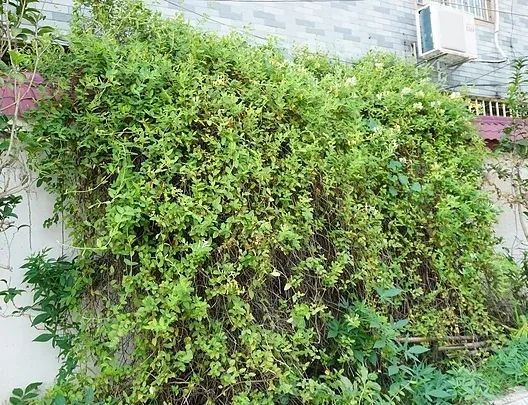 金银花园艺设计 | 品味清热解毒的良药之美-35