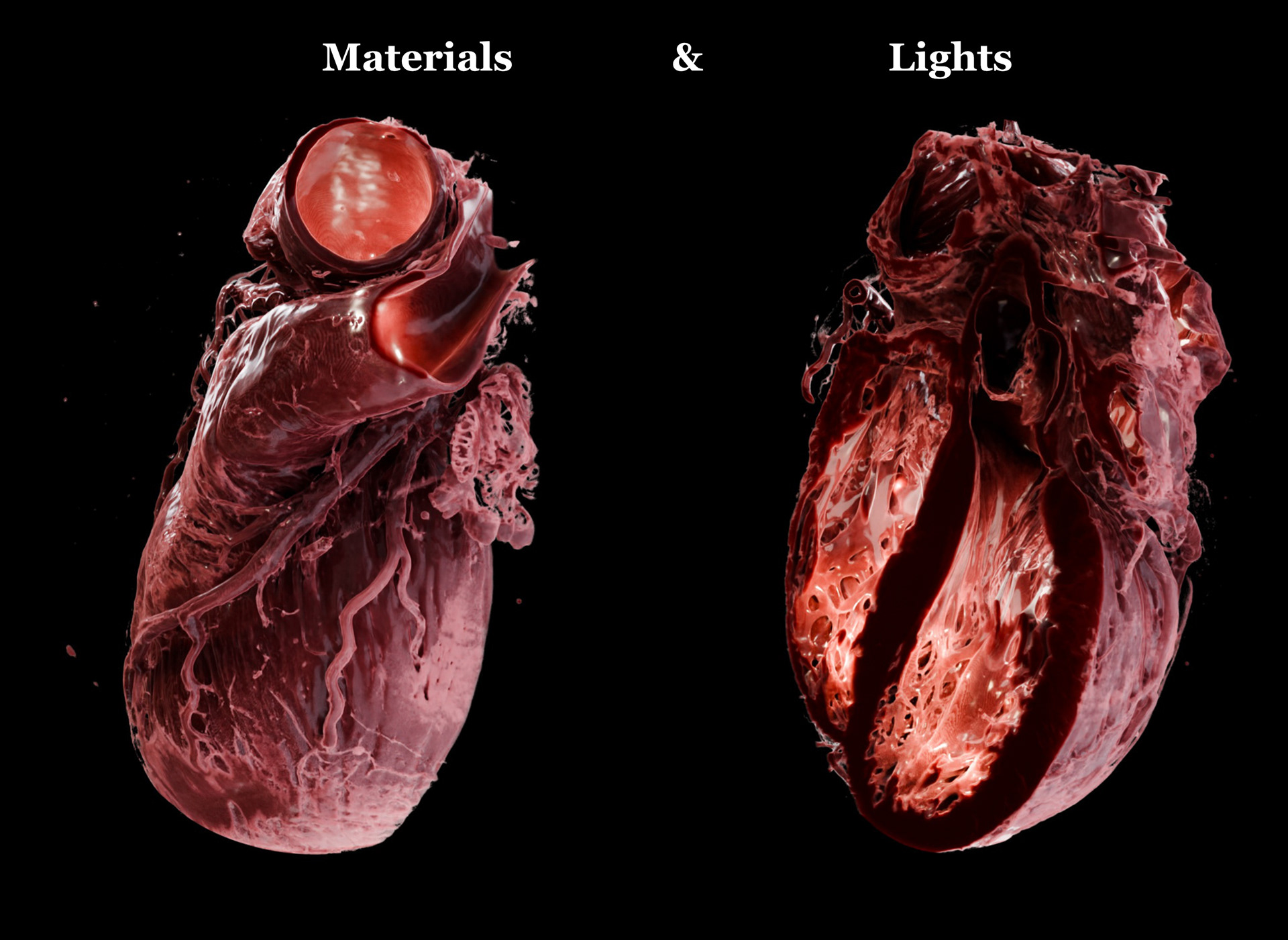 风格化生物学-32