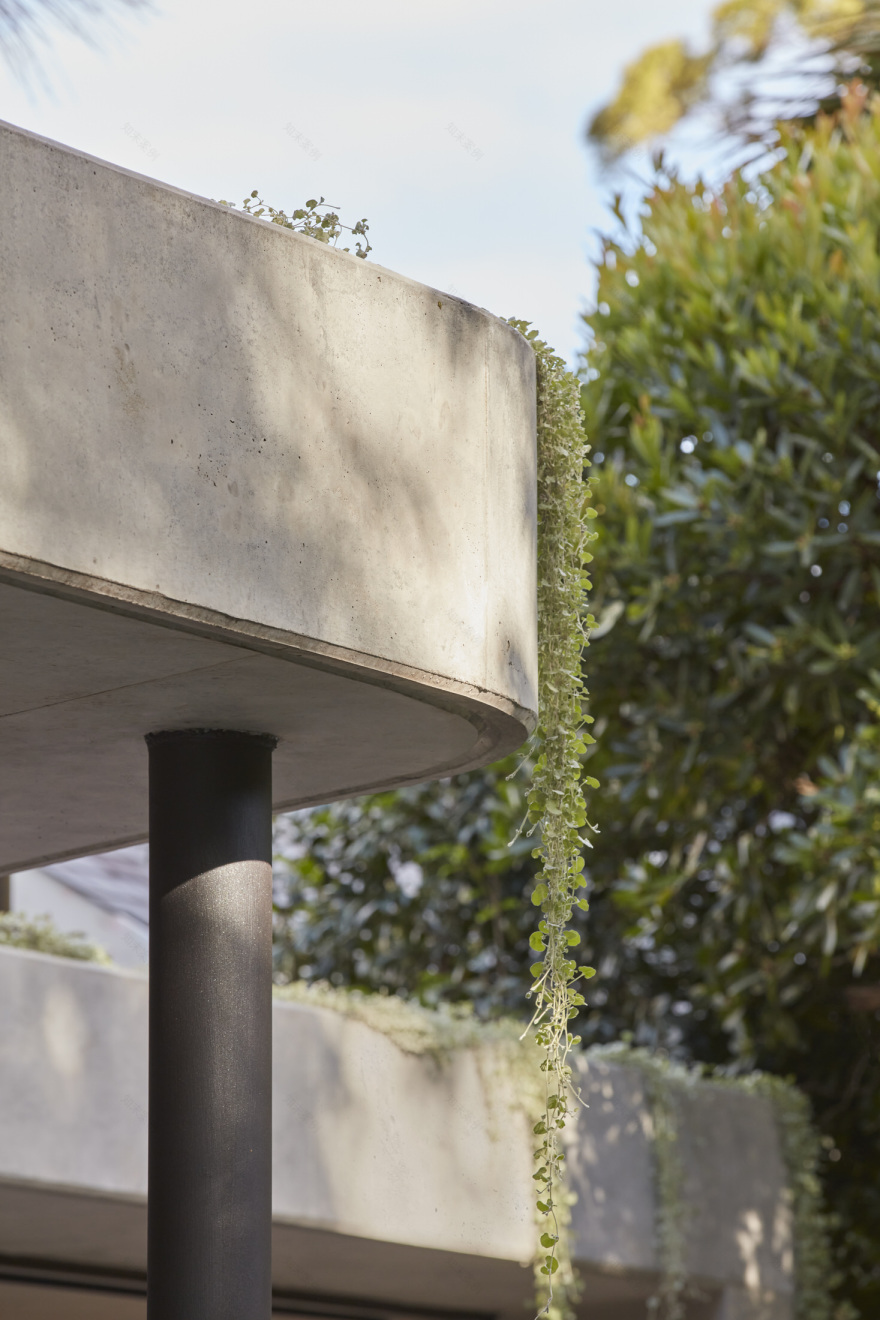 混凝土与绿意的和谐共舞 · Grove House丨澳大利亚悉尼丨Clayton Orszaczky-54