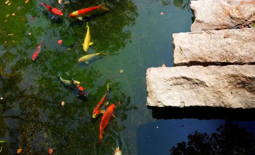 归田园居 | 懒人营造的禅意庭院-9