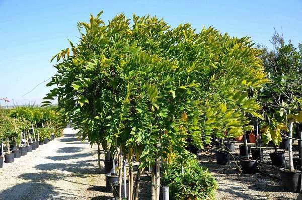 Zighizaghi 广场改造为特色城市花园丨意大利-18