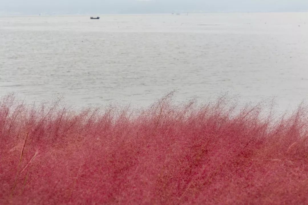 《雁归来》 | 水乡文化的现代解读-2