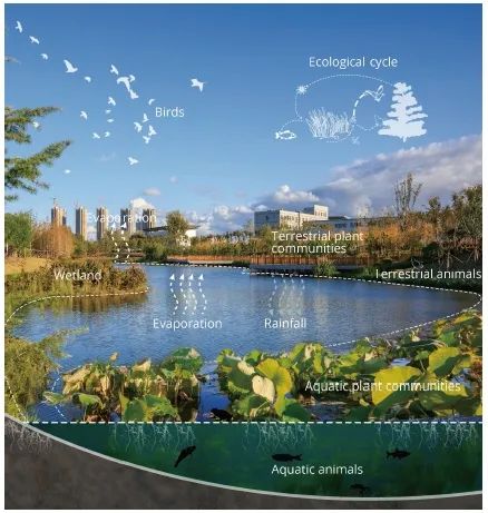 仁浩白银河项目 | 打造生态疗愈的回归空间-26