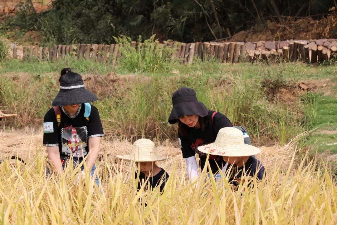 金色稻田,金色收获·武汉文科生态田园上演别样亲子游-15