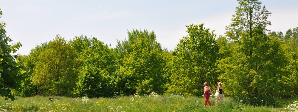 Prins Bernhardbos  种植方法研究丨荷兰-30