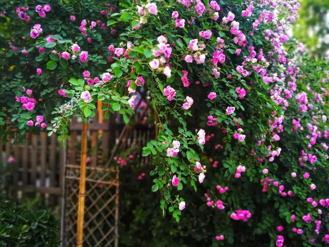 农村小院,生活的理想-36