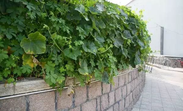 绿篱景观的多功能设计 | 空间、生态与美学的完美结合-49