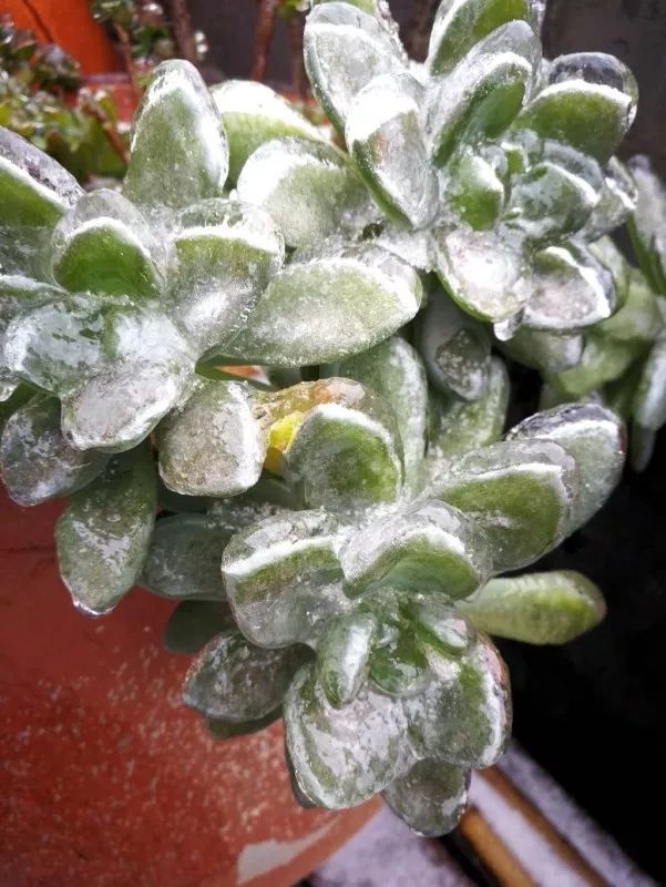 不惑之年，他自己动手建了一座楼顶花园，养花种菜喂鱼……-143