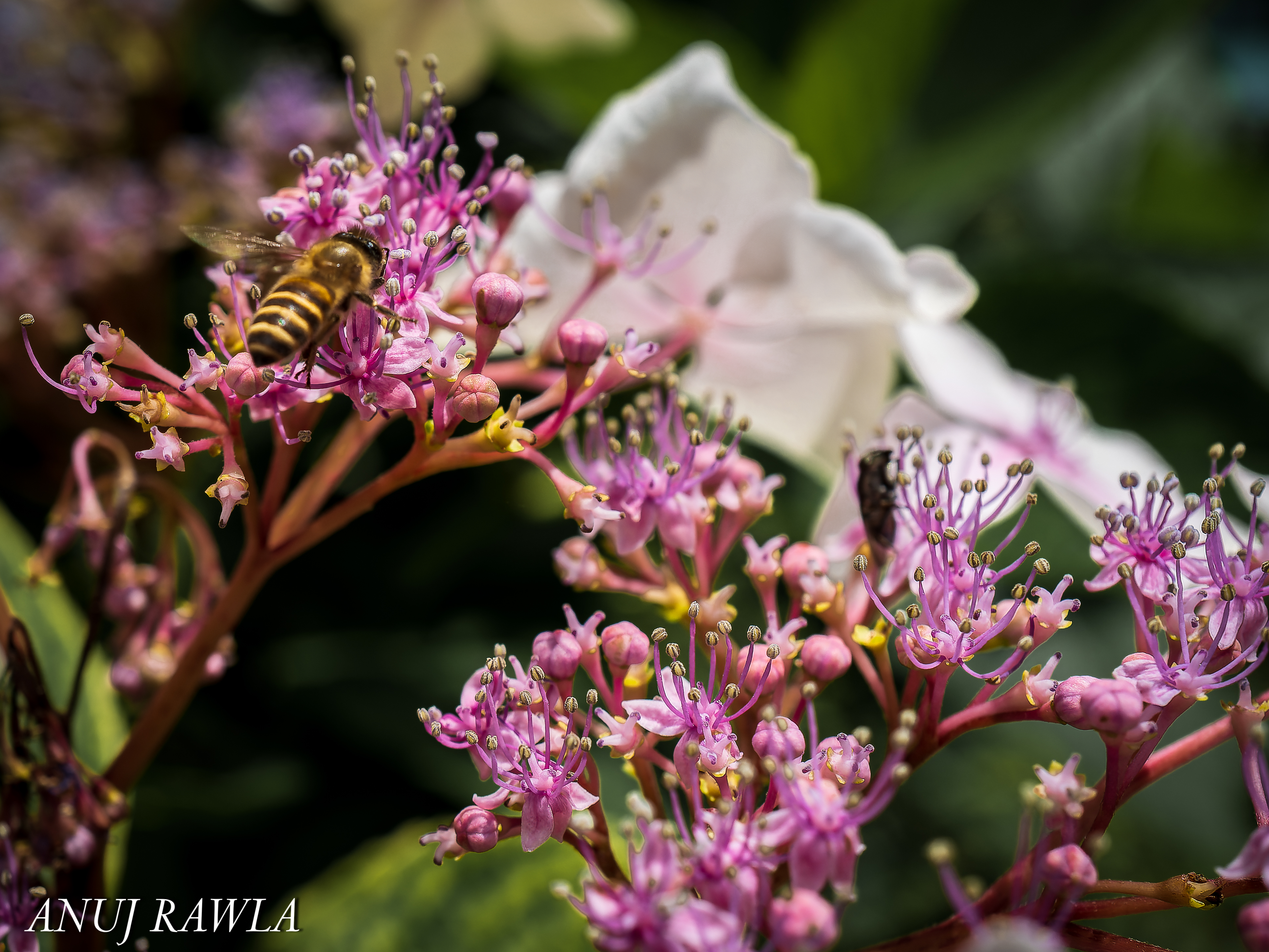 Wildflower Hall - August 2021-76