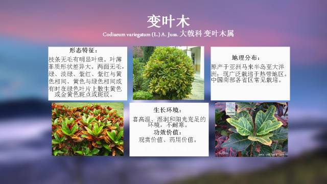 秋凌景观陪伴你学习的第3128天-45