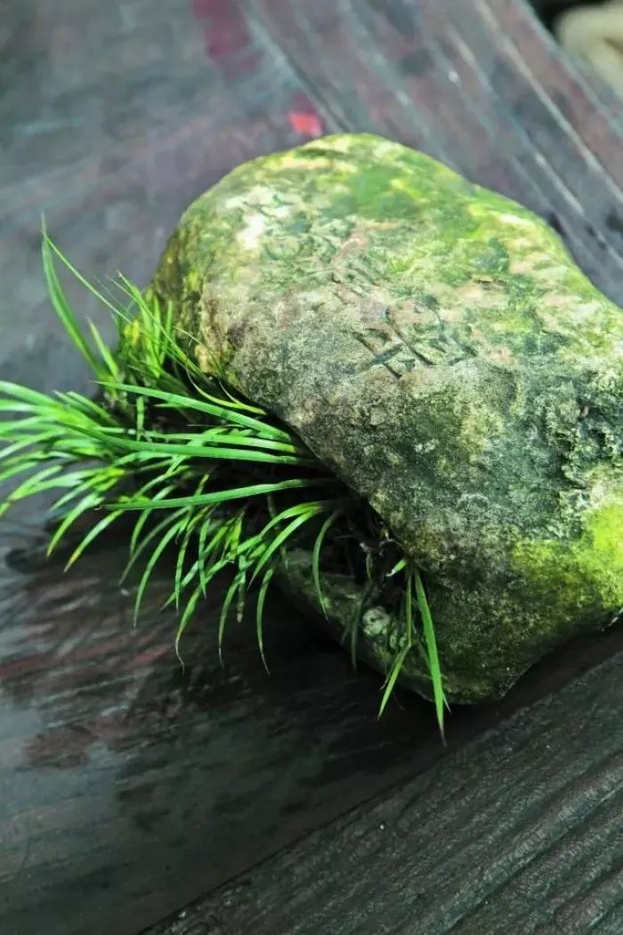 案上花草，闲时观 | 品味室内设计中的自然美学-2