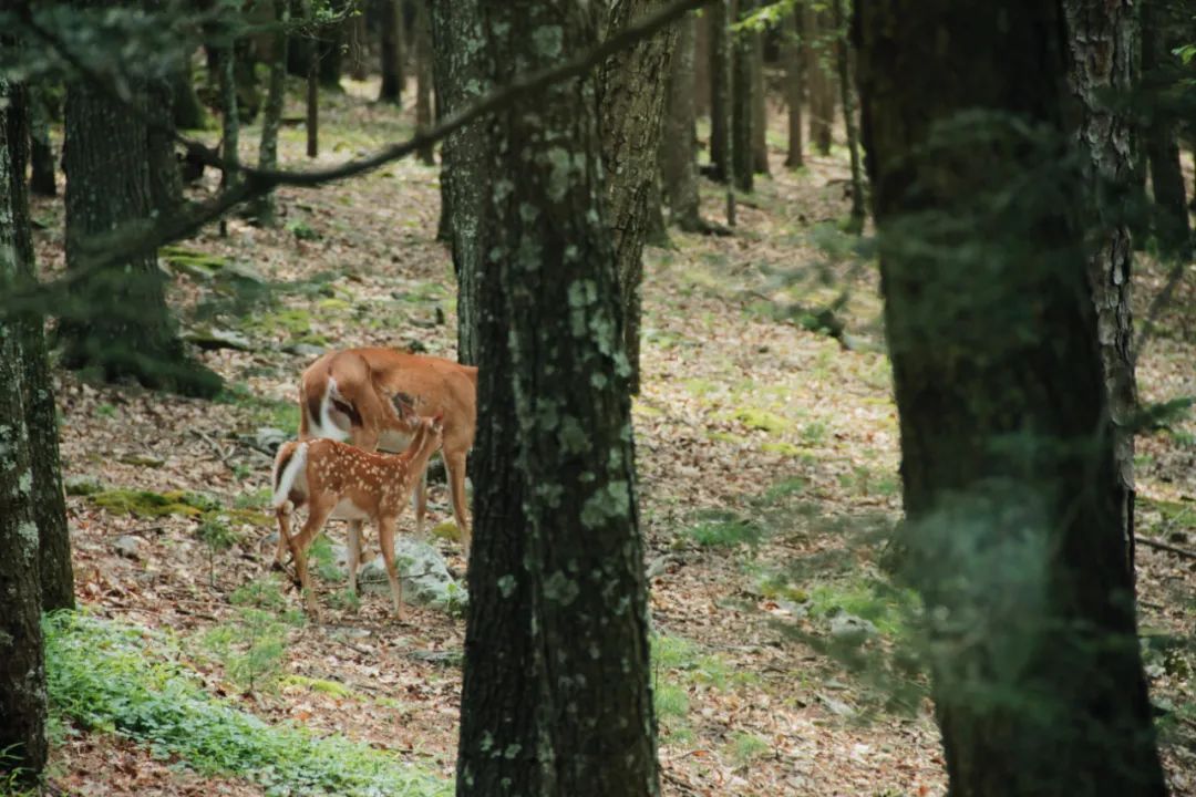 森林小屋 · 上海55平老房子变身诗意空间丨中国上海丨屋主琪琪-98