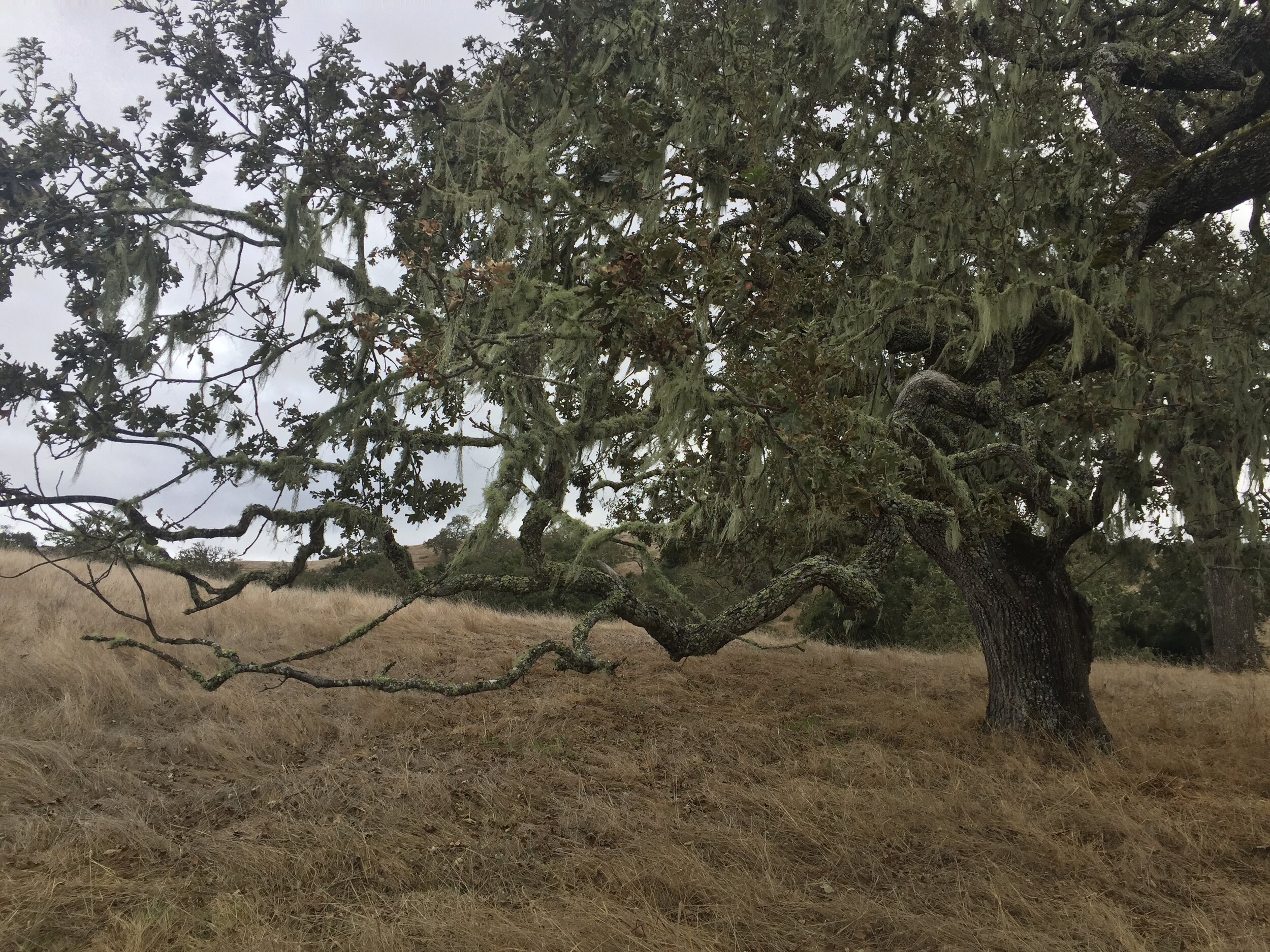 Santa Lucia Preserve Six — Richard Beard Architects_files Richard Beard Architects-5