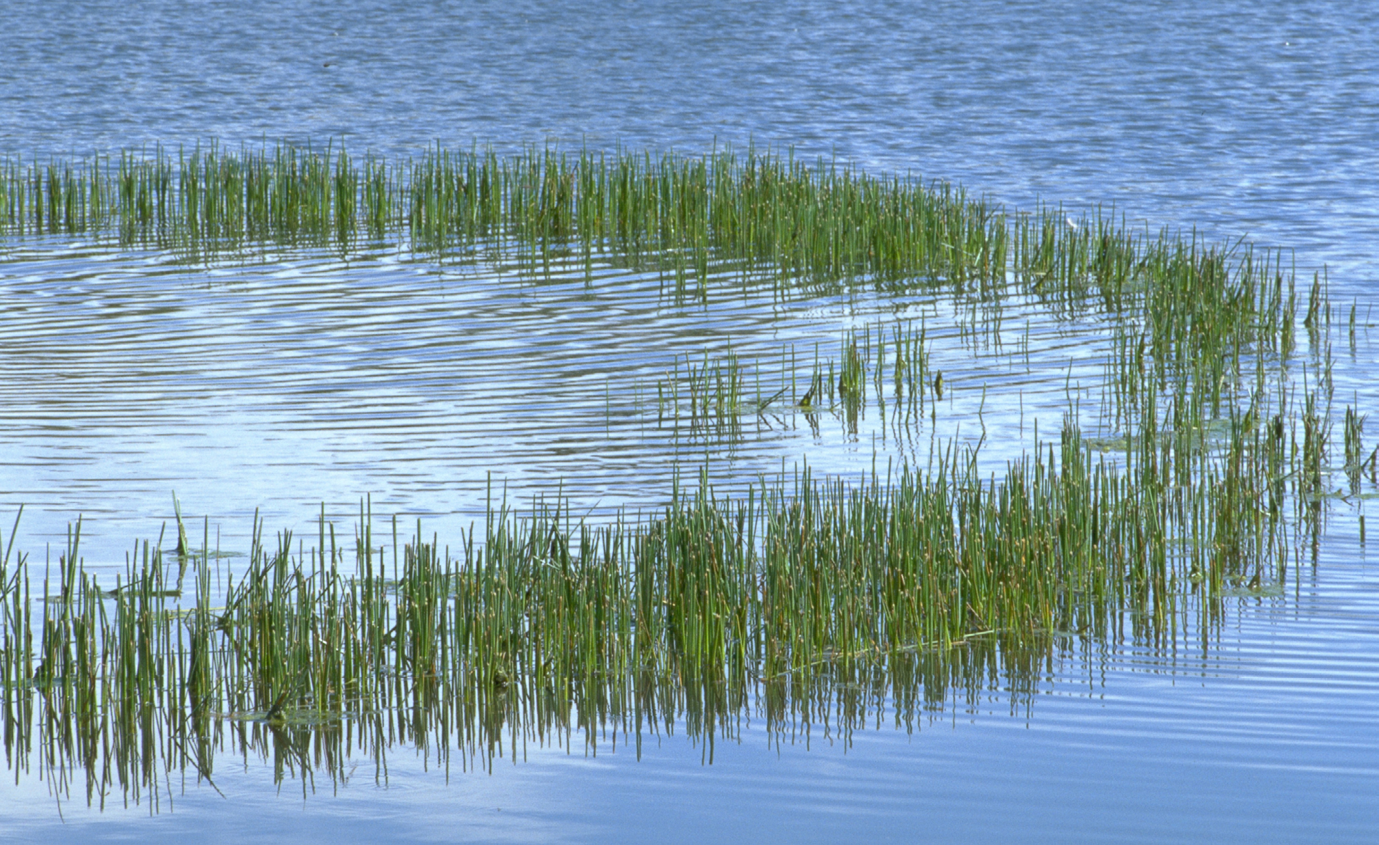 麦康奈尔基金会丨美国加利福尼亚丨NBBJ（西雅图）-16