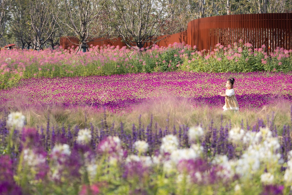 2023年中国(合肥)国际园林博览会百花园设计丨中国合肥丨北京多义景观规划设计事务所,北京林业大学园林学院-48