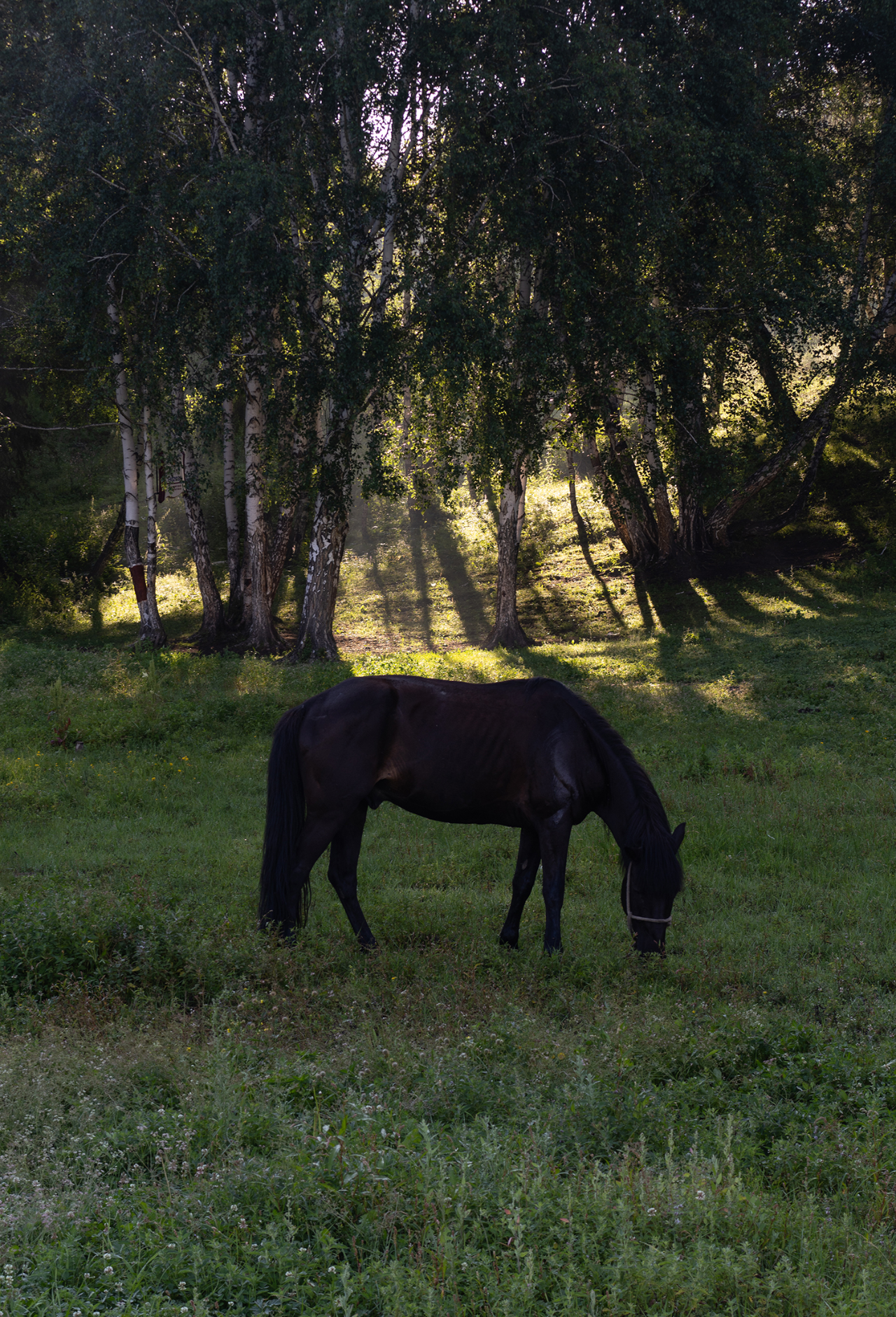 重庆无既万溯设计于山 · 新疆禾木酒店丨土耳其阿勒-1