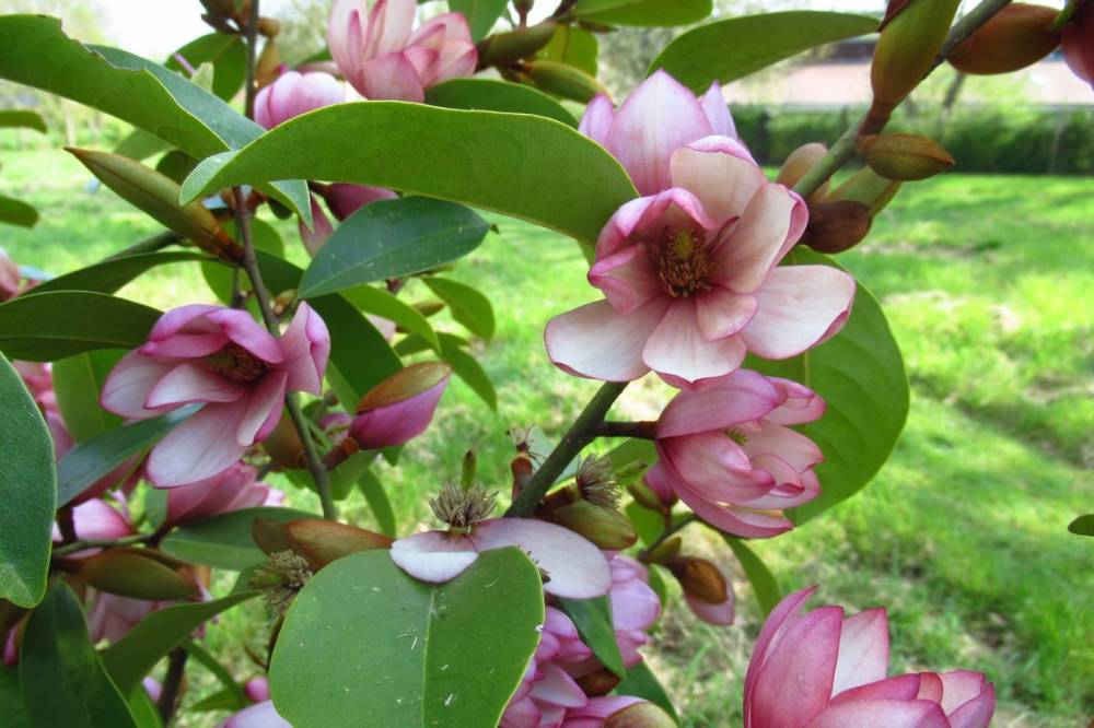 Jardin Botanique de La Petite Rochelle (61)-7