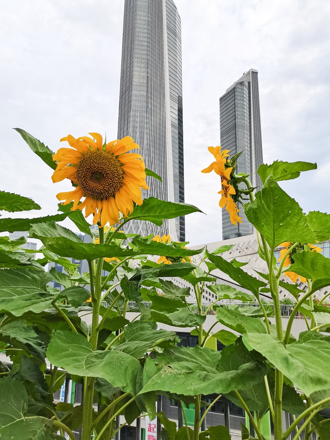 南京志远外语学校天空之园丨中国南京丨南京林业大学风景园林学院团队-36
