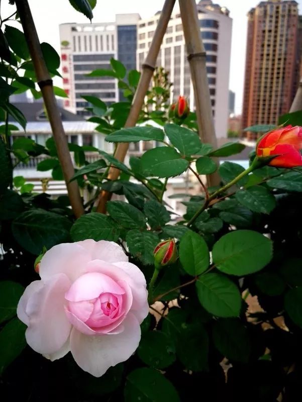 不惑之年,他自己动手建了一座楼顶花园,养花种菜喂鱼……-103