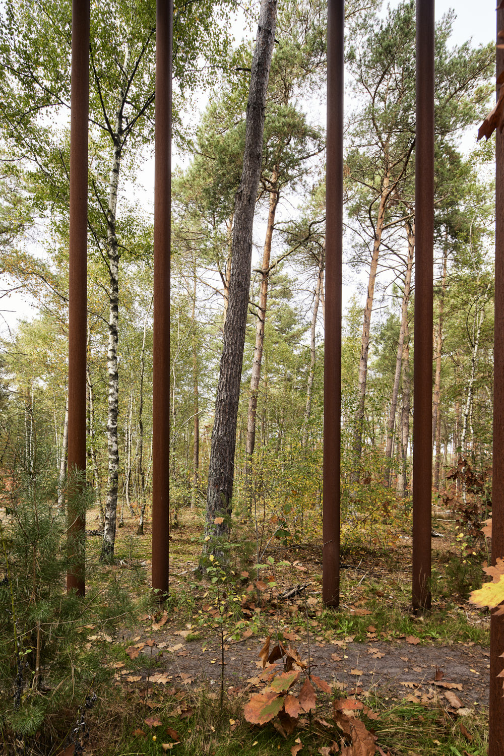 在树林中骑行丨Visit Limburg-4