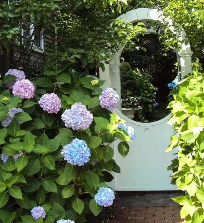 花园植物养护篇·绣球-39