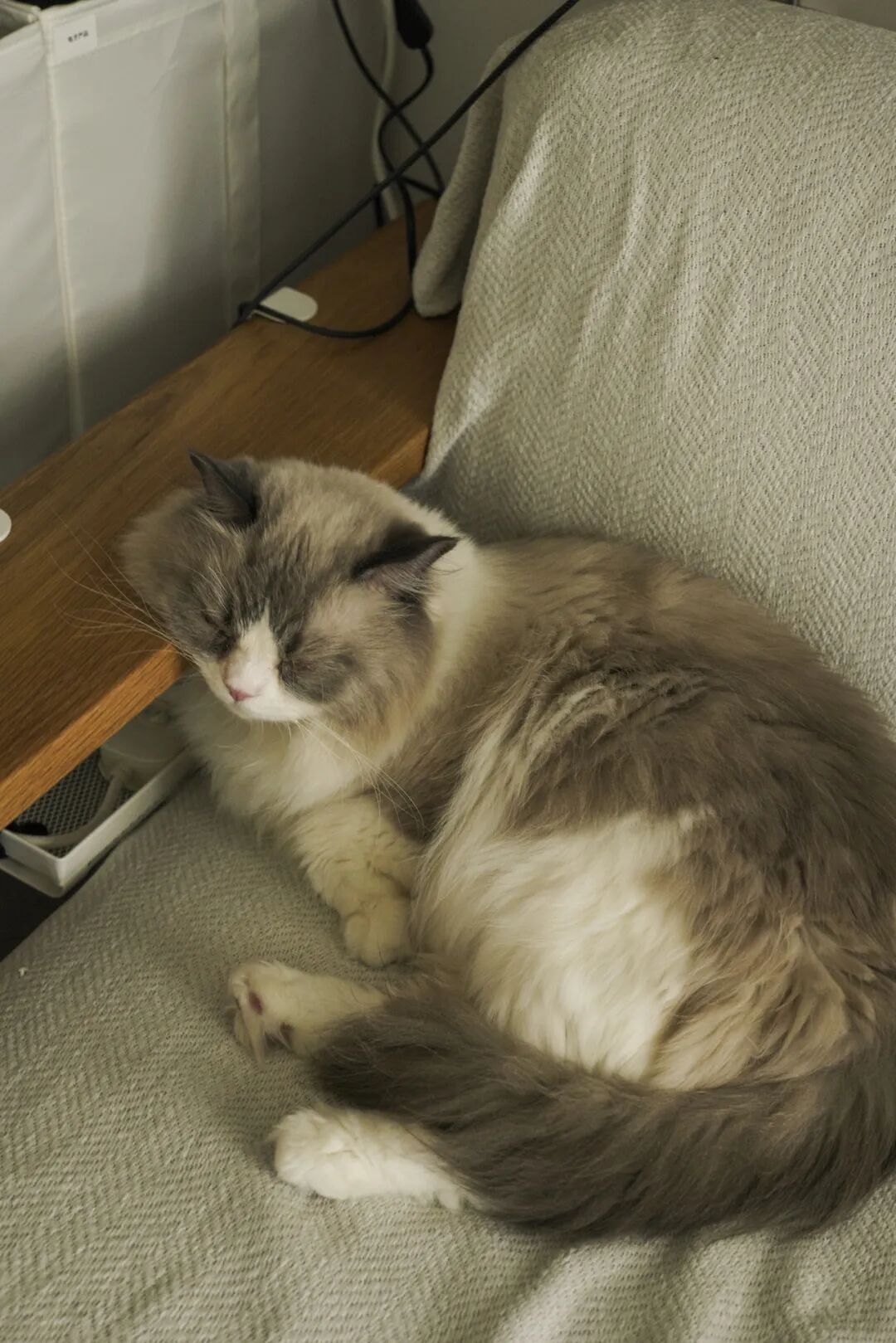 44㎡的治愈宇宙：一人四猫的共生乐园，小户型里的极致温柔-145