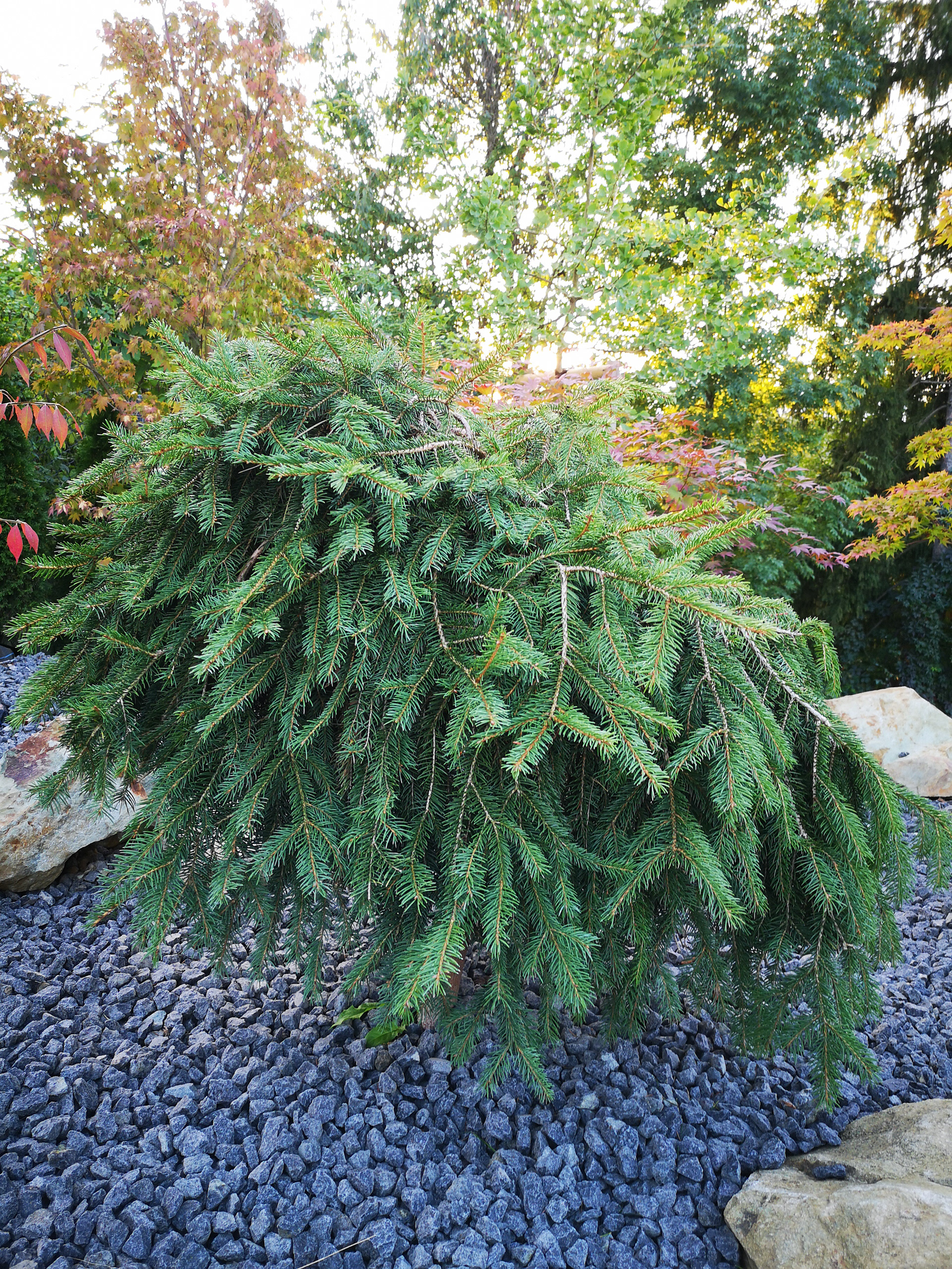 Garden 01 - before and after-14