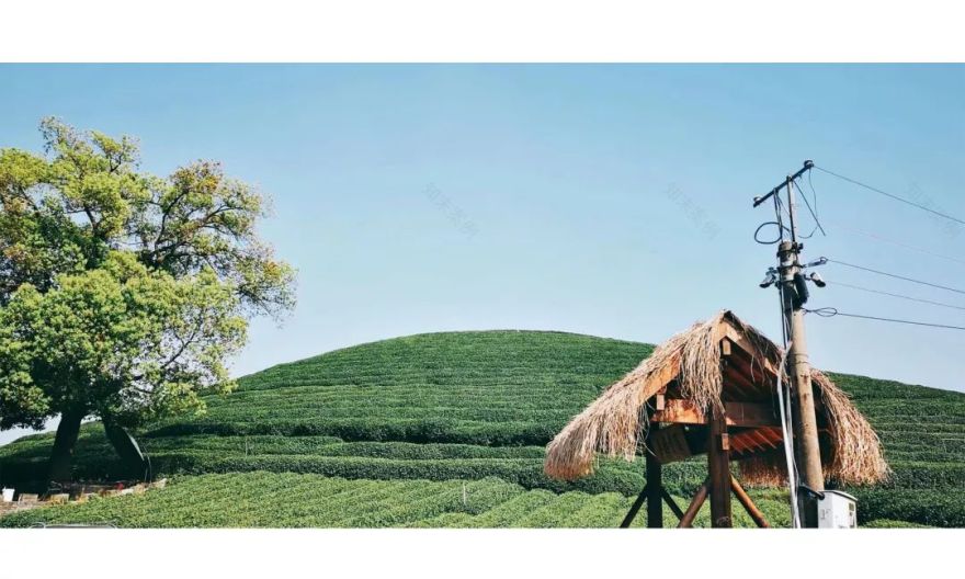 力设计踏青活动 | 趣味无穷的团建时光-9