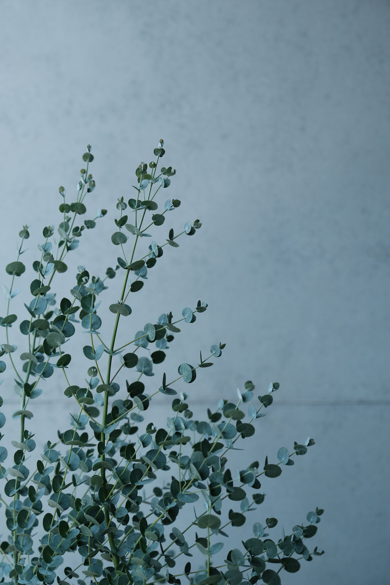 CornerGreen植角｜住家陽台植栽規劃・合輯-11