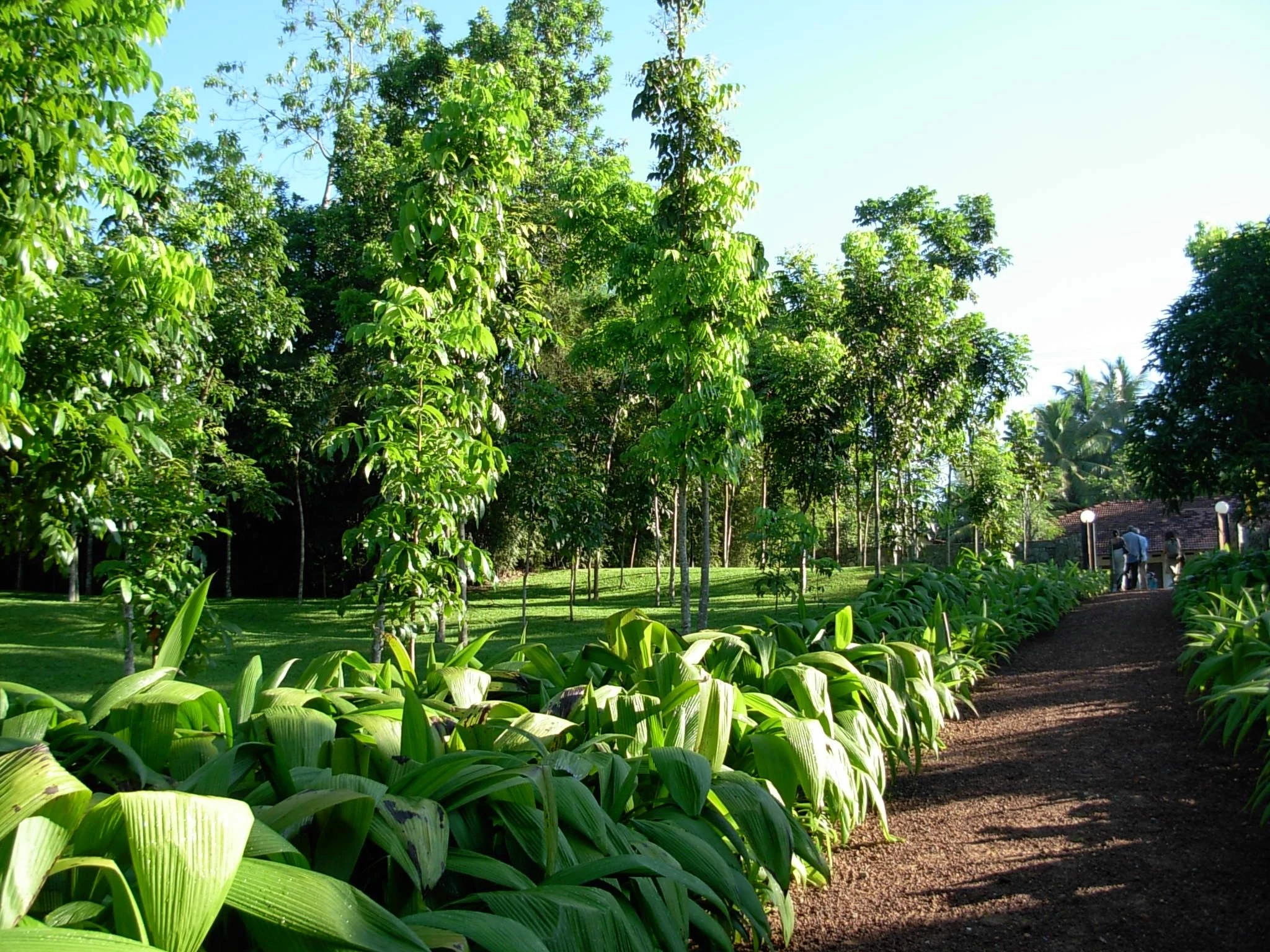 斯里兰卡“荆棘”庄园-28