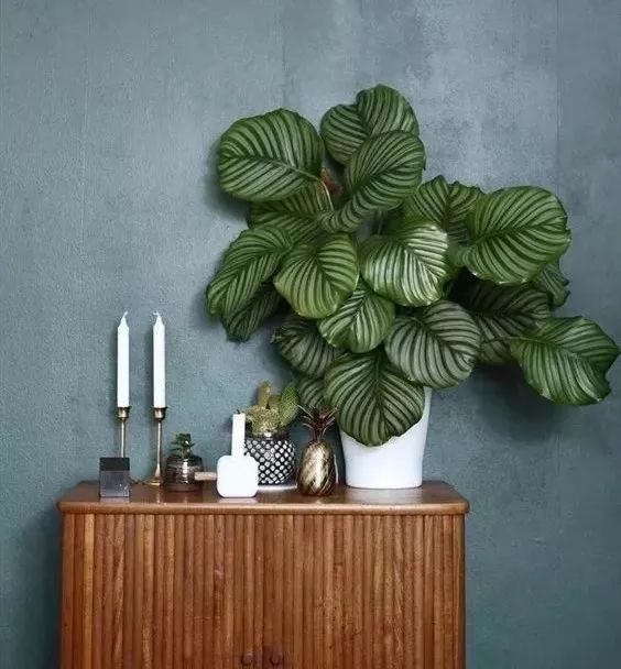 绿植搭配室内设计,打造自然家居之美-30