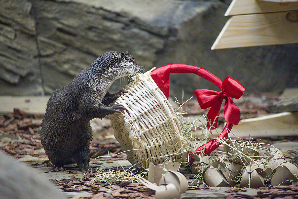 莫斯科水族馆水獭和海豹围栏及展区更新丨俄罗斯莫斯科-41