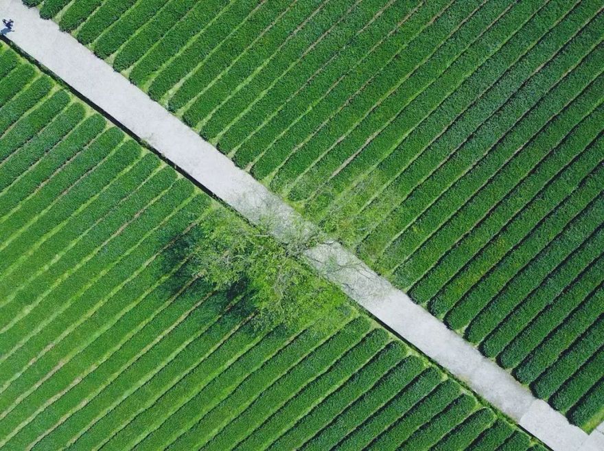 避暑|就去杭州山中过“小森林”里的生活-53