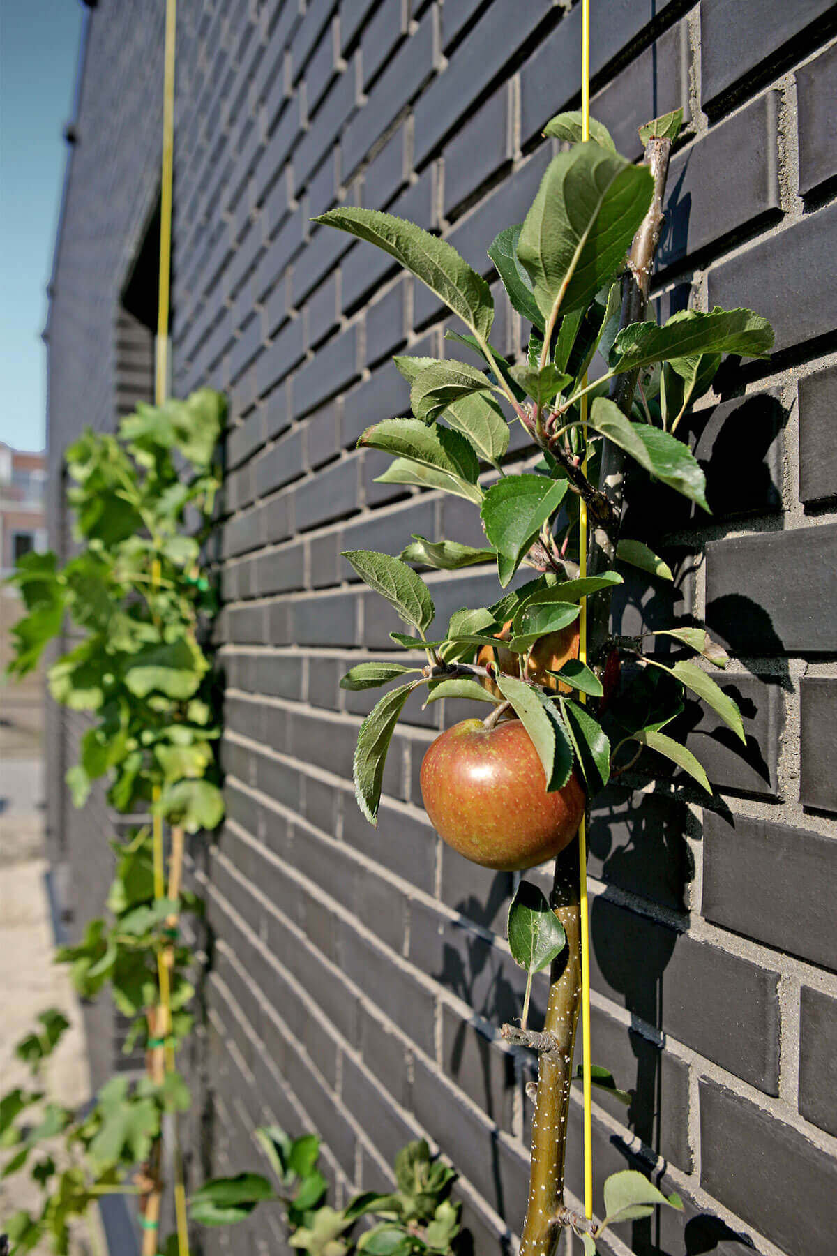 伊日堡住宅（注：IJburg是荷兰阿姆斯特丹的一个区域名，House可理解为住宅、房屋等，这里结合常见表达习惯这样翻译） 丨荷兰丨Marc Koehler Architects-23
