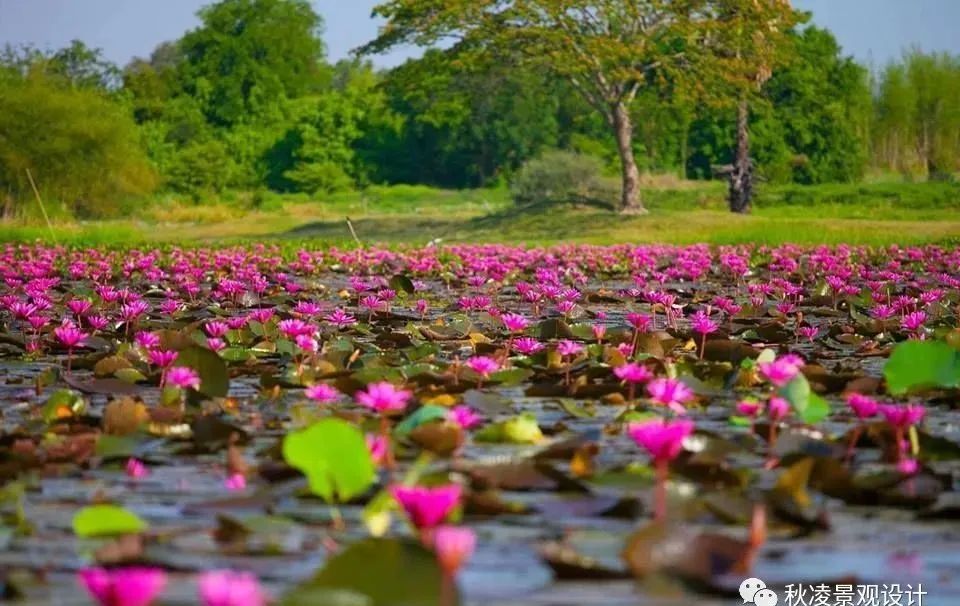 园林文化——寓意解析 | 四君子、花王与雪中四友-241