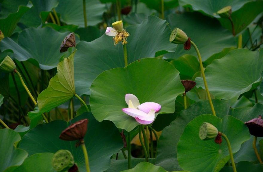 乡愁的味道 | 美食与室内设计-70