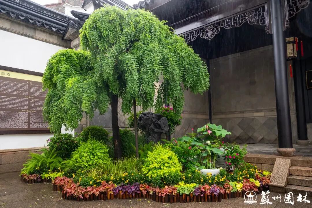 轻舟端阳！狮子林冷色系主题花境上新！-14