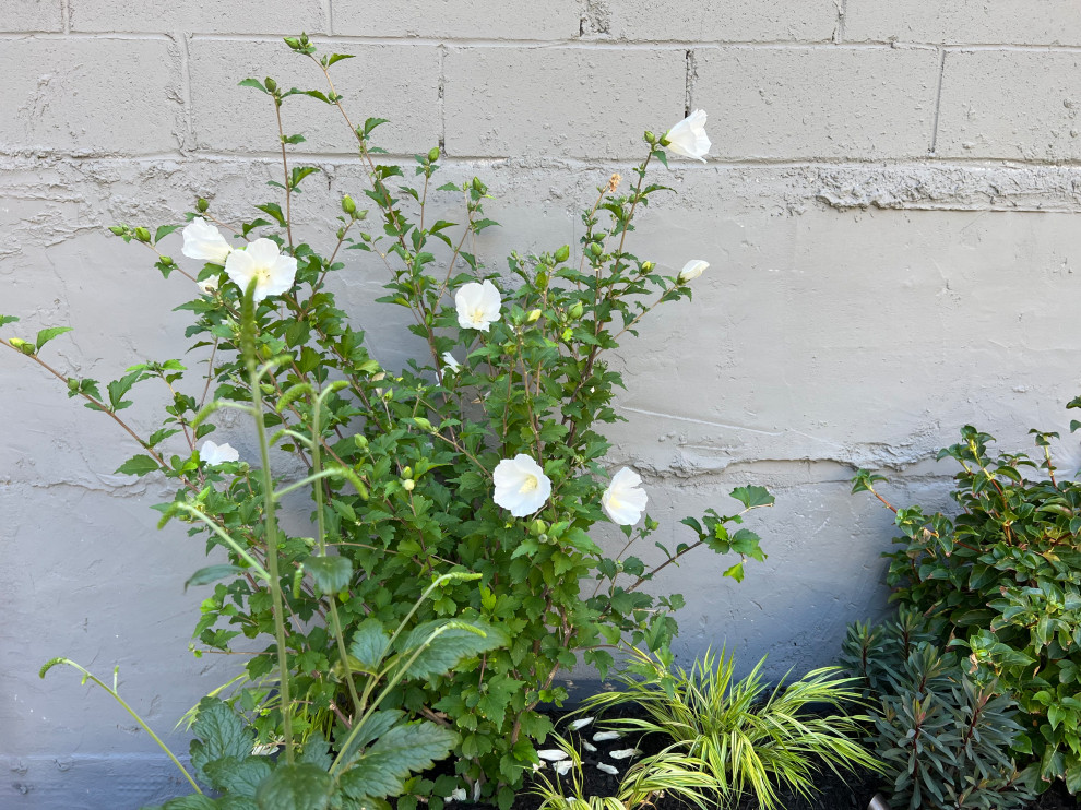 Williamsburg Terrace Garden-16