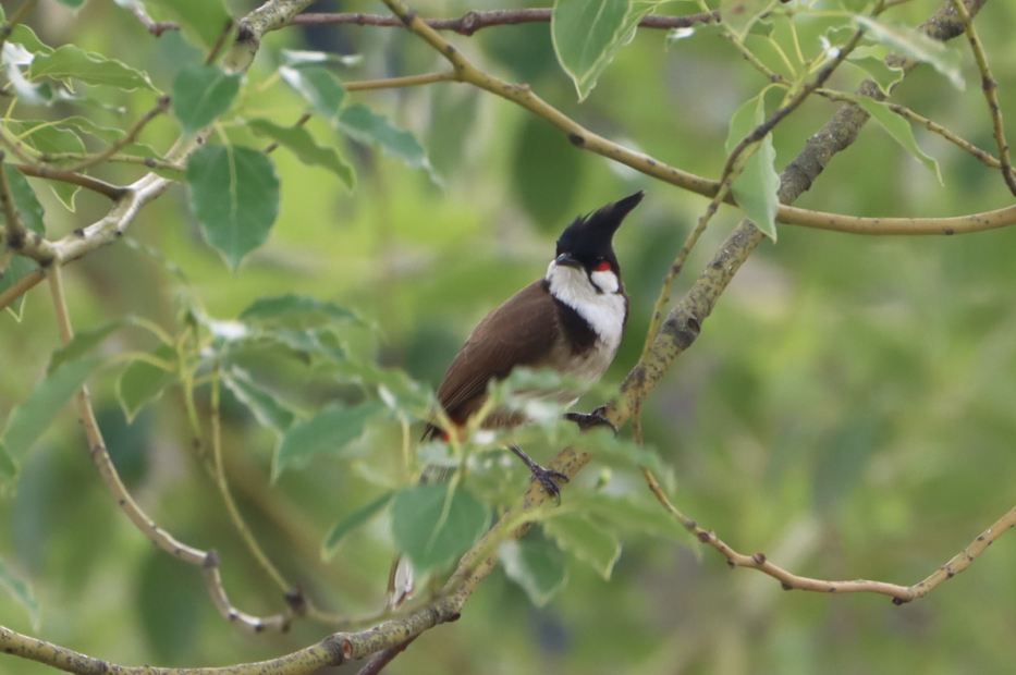 茏腾·探秘自然·鸟类涂鸦之旅-17